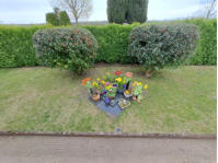 Grne Wiese
