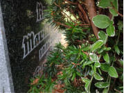 Rudi Himpel* 1905 + 1988 ; Martha Himpel 1908 + 1990